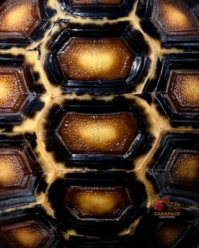 Photo post from carapacecritters.