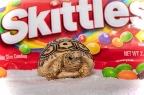 Photo post from carapacecritters.