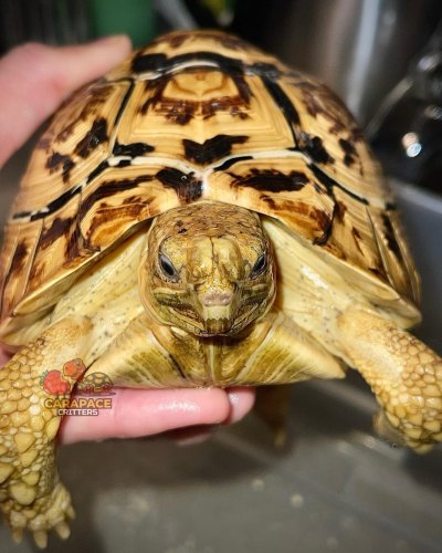 Photo post from carapacecritters.