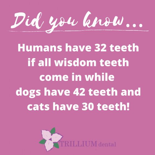 Photo post from trilliumdental.
