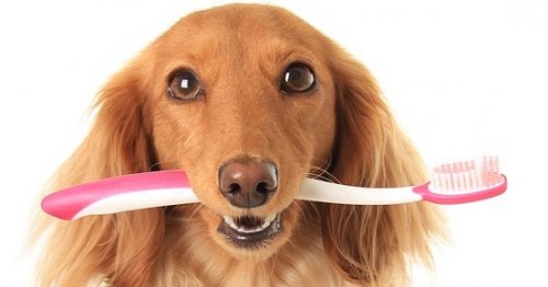 Photo post from familyanimalhospitalcm.