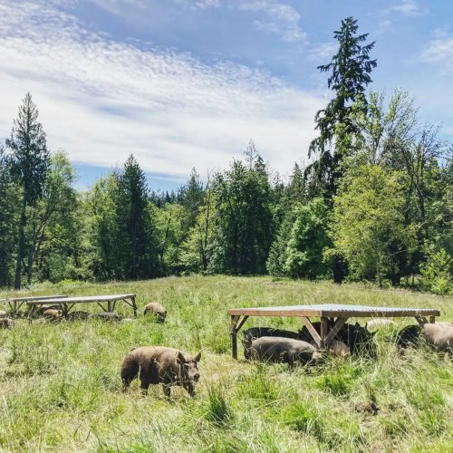 Photo post from hungryhollowfarm.