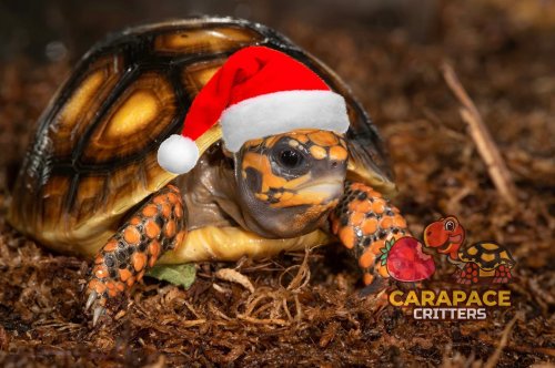 Photo post from carapacecritters.