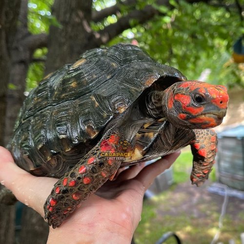 Photo post from carapacecritters.