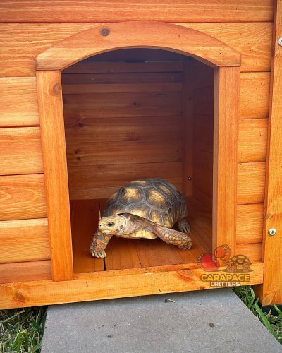 Photo post from carapacecritters.