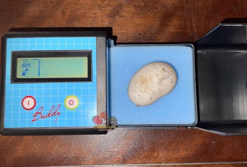 Photo post from carapacecritters.