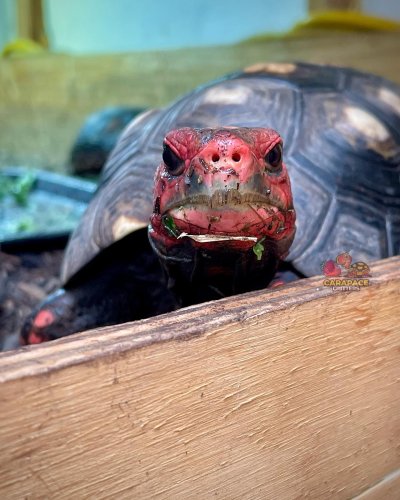 Photo post from carapacecritters.