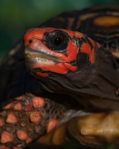 Photo post from carapacecritters.