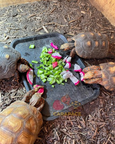 Carousel post from carapacecritters.