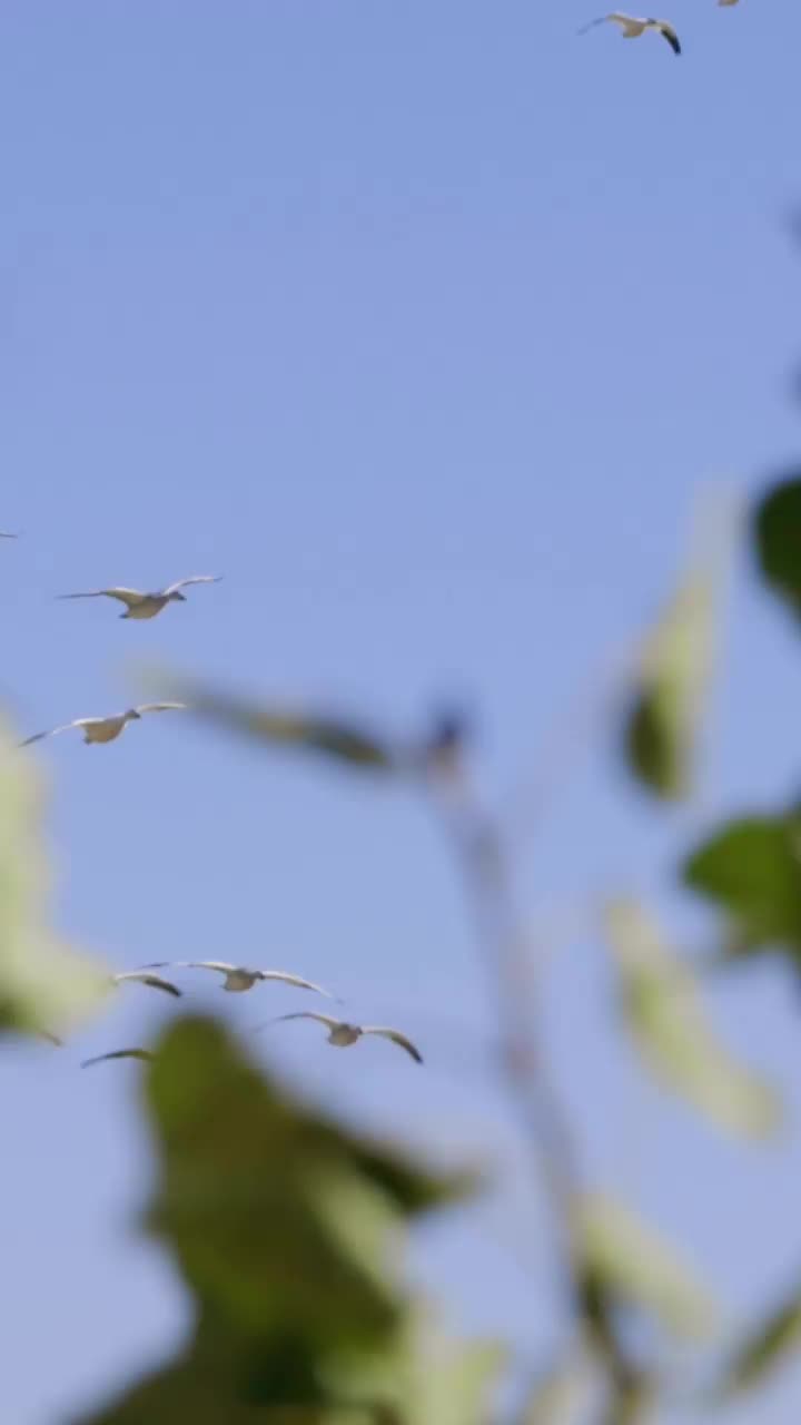 Video post from northernskiesoutfitters.