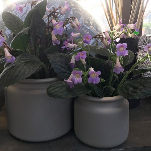 Photo post from blomsterborsen.