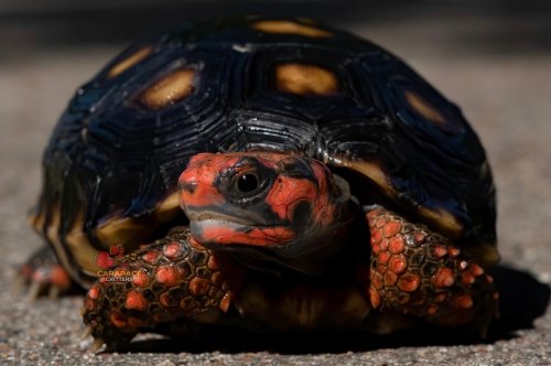 Photo post from carapacecritters.