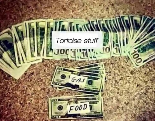 Photo post from carapacecritters.