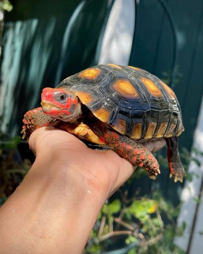 Photo post from carapacecritters.