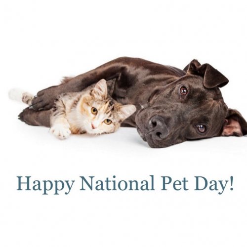 Photo post from familyanimalhospitalcm.