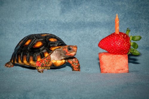 Carousel post from carapacecritters.