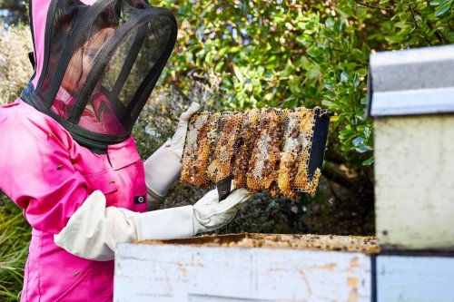 Carousel post from comvita_nz.