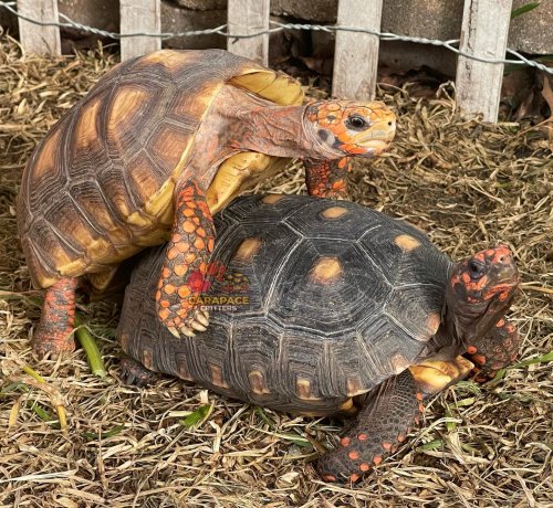 Photo post from carapacecritters.