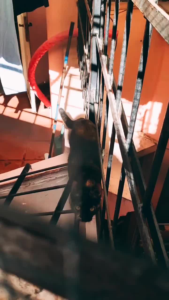 Video post from ira.martelo.