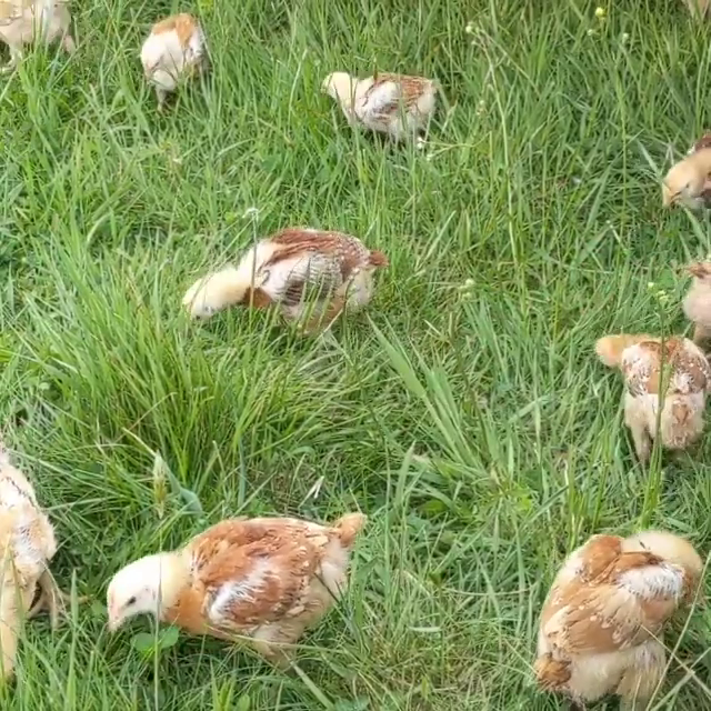 Video post from hungryhollowfarm.