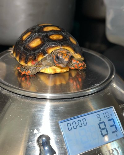 Photo post from carapacecritters.