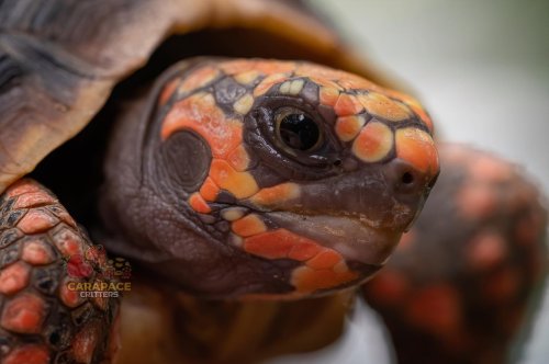 Photo post from carapacecritters.