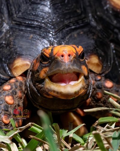 Photo post from carapacecritters.