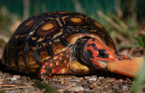 Photo post from carapacecritters.