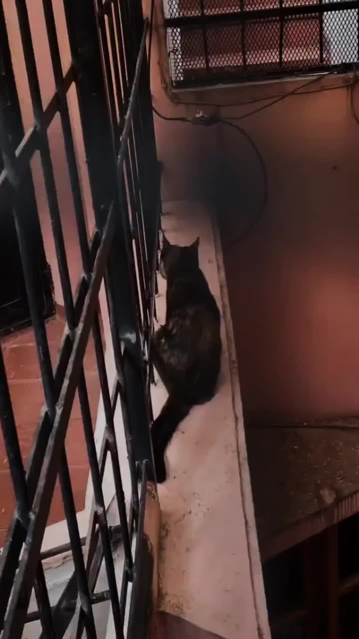 Video post from ira.martelo.