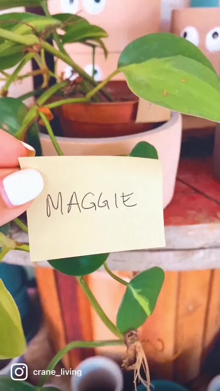 Video post from crane_living.