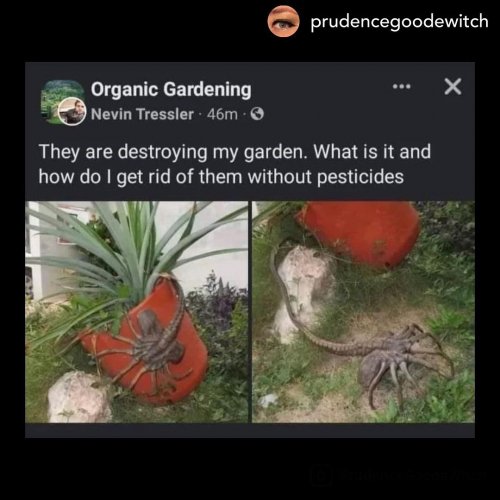 Photo post from wildwitchesmagic.
