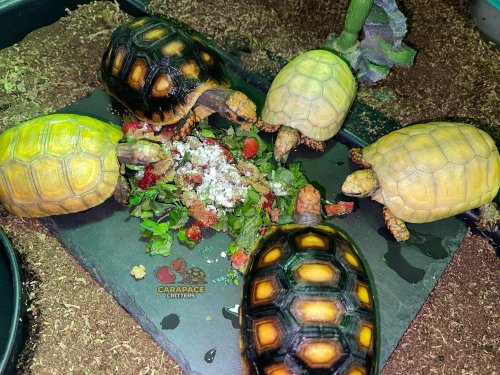 Photo post from carapacecritters.