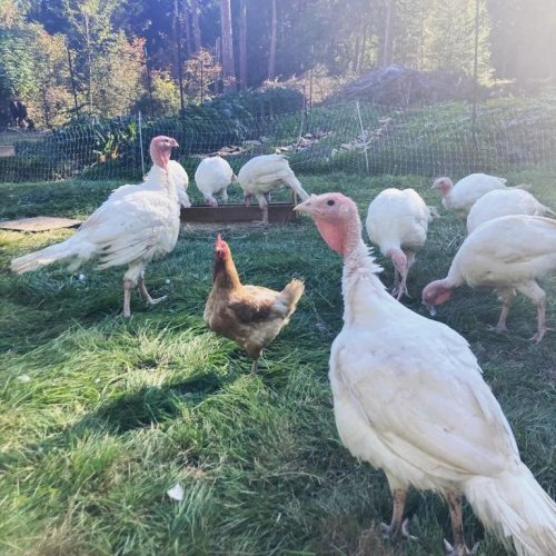 Photo post from hungryhollowfarm.