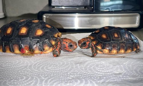 Carousel post from carapacecritters.