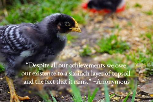 Photo post from hungryhollowfarm.