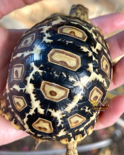 Photo post from carapacecritters.