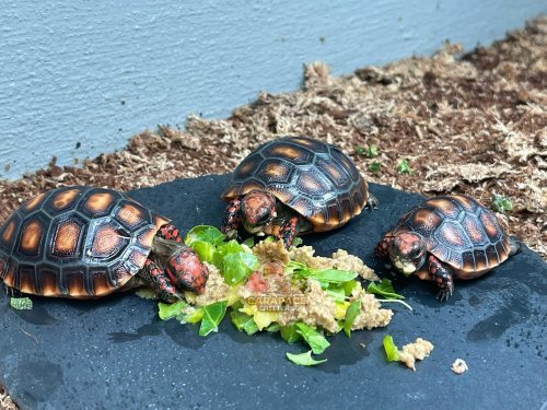 Photo post from carapacecritters.