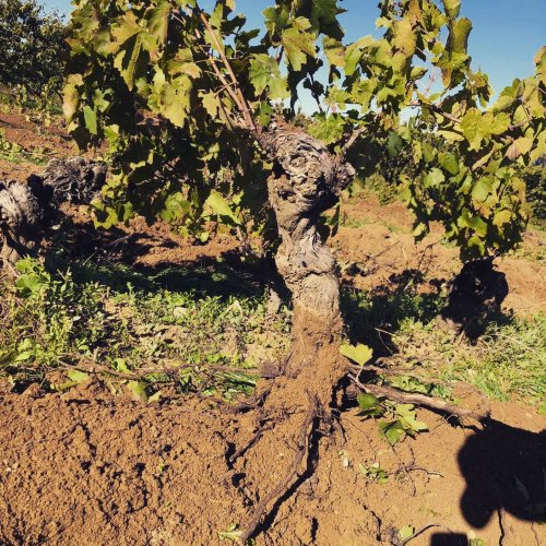 Photo post from domainelafamillek.
