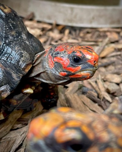 Photo post from carapacecritters.