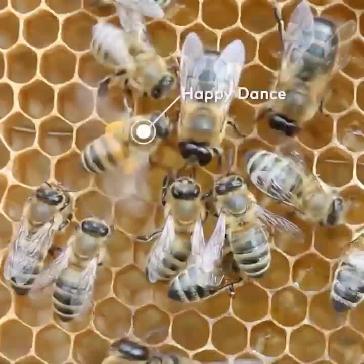 Video post from comvita_nz.