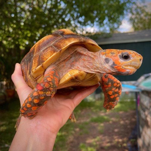 Photo post from carapacecritters.