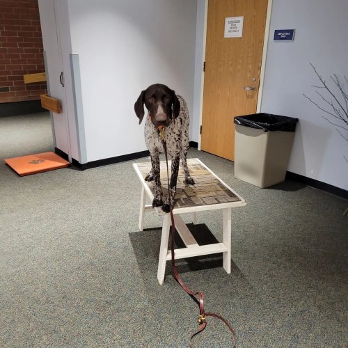 Photo post from reddogguideservice.