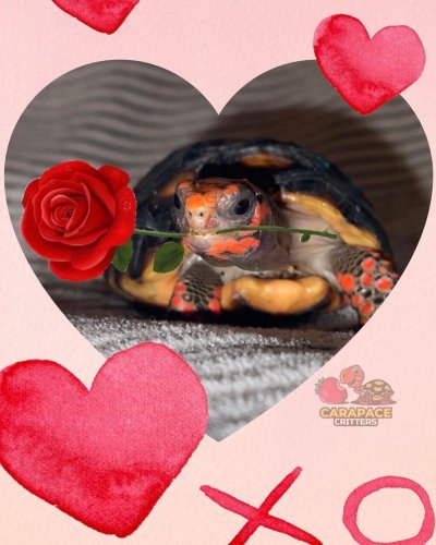 Photo post from carapacecritters.