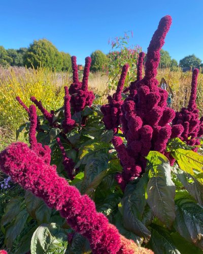 Photo post from sussexprairies.