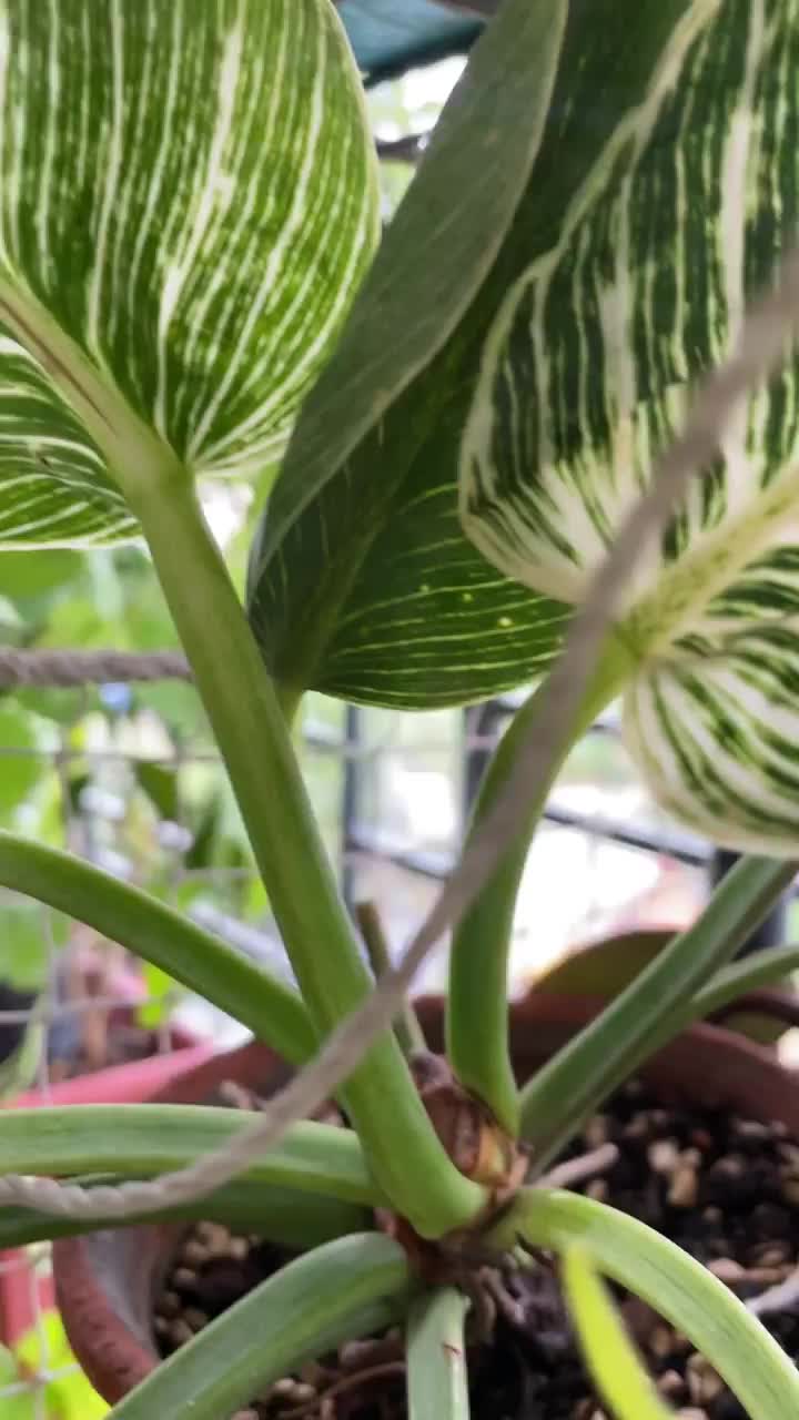 Video post from purkinje_crazyforplants.