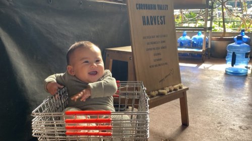 Photo post from currumbinvalleyharvest.