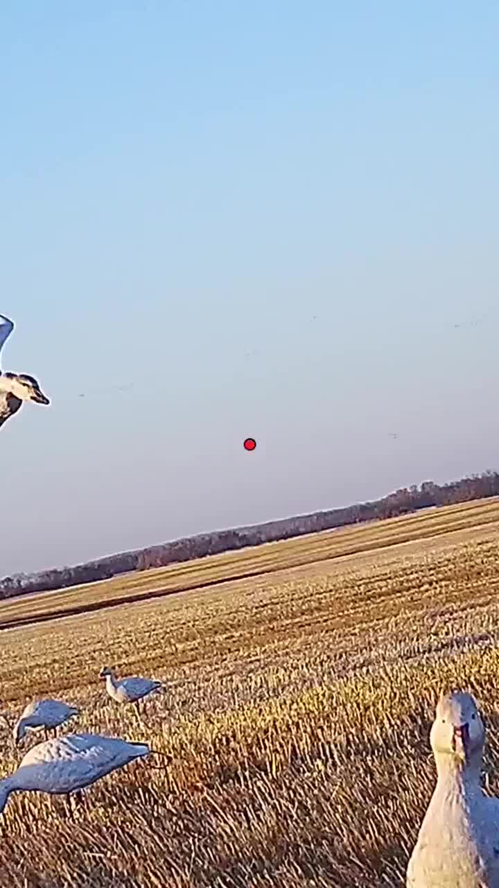 Video post from northernskiesoutfitters.