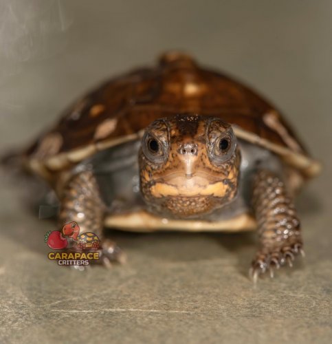 Photo post from carapacecritters.