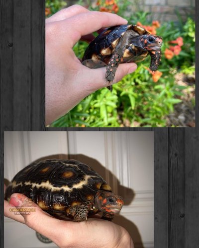 Photo post from carapacecritters.