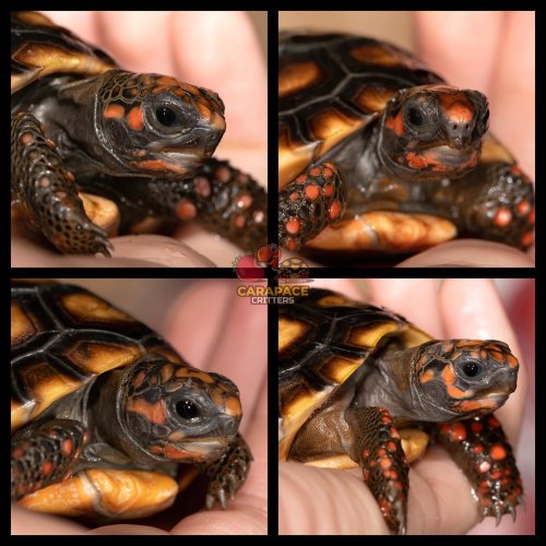 Photo post from carapacecritters.